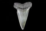 Large, Fossil Mako Shark Tooth - Georgia #75043-1